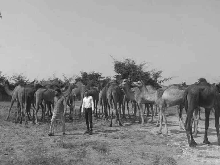Read more about the article Camels Smuggled For Politicians In Black Magic Rituals