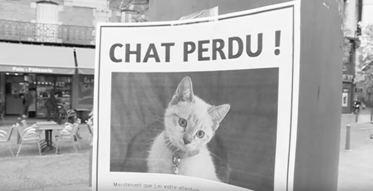 Read more about the article Man Uses Cute Missing Kitten Poster To Find Job