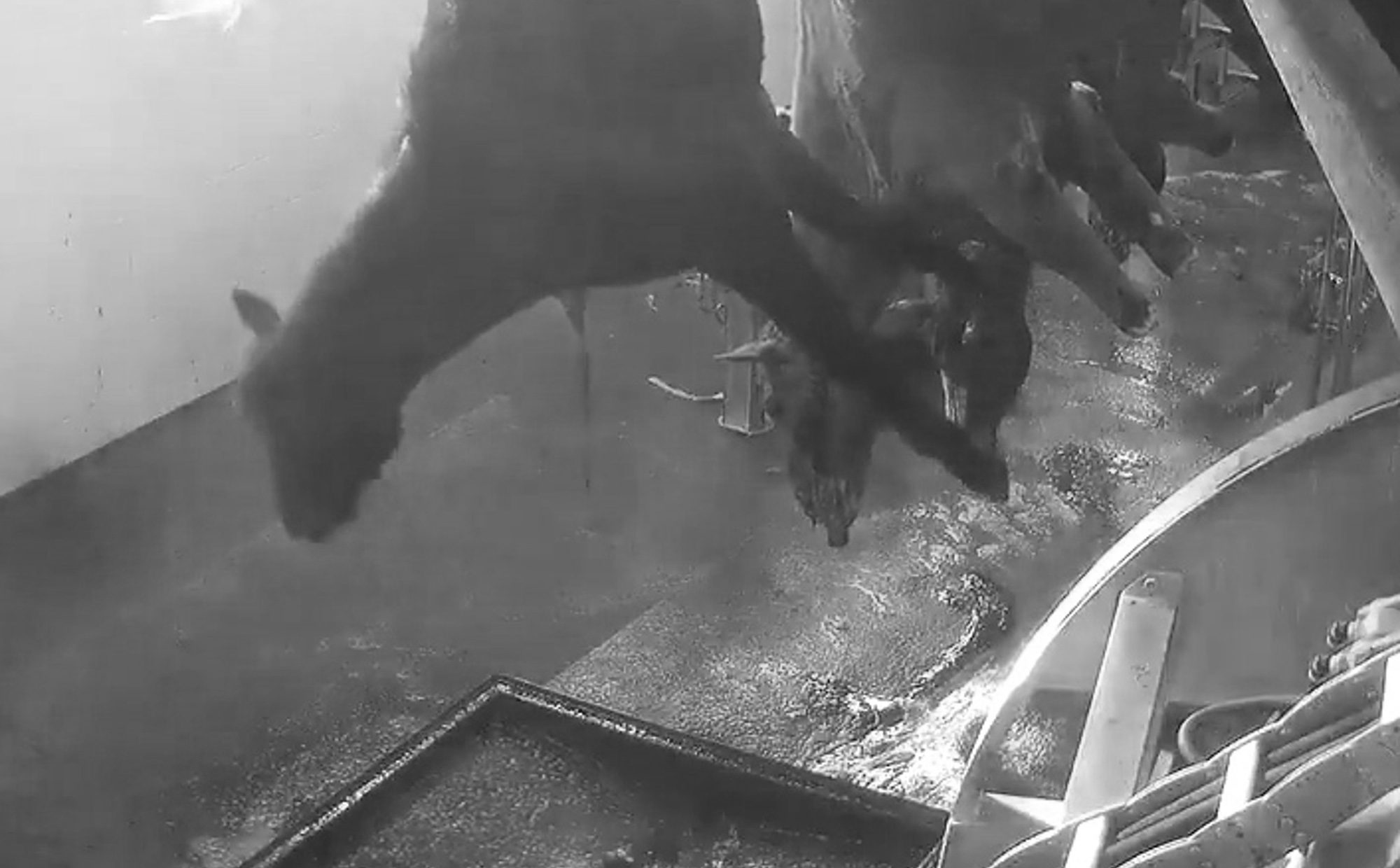 Read more about the article Shocking End For Ex Race Horses At Abattoir