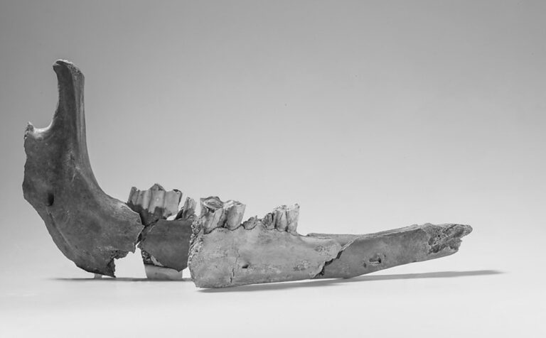 Read more about the article Bones From Ancient Roman Camel Unit Have Been Found