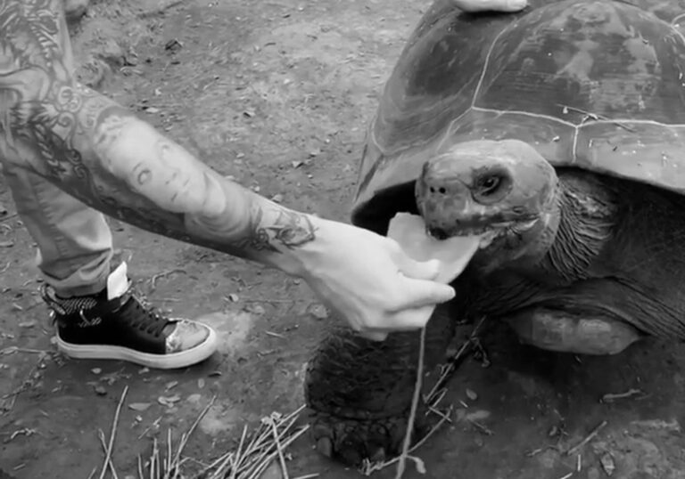 Read more about the article Pop Star Under Fire For Riding Galapagos Tortoise