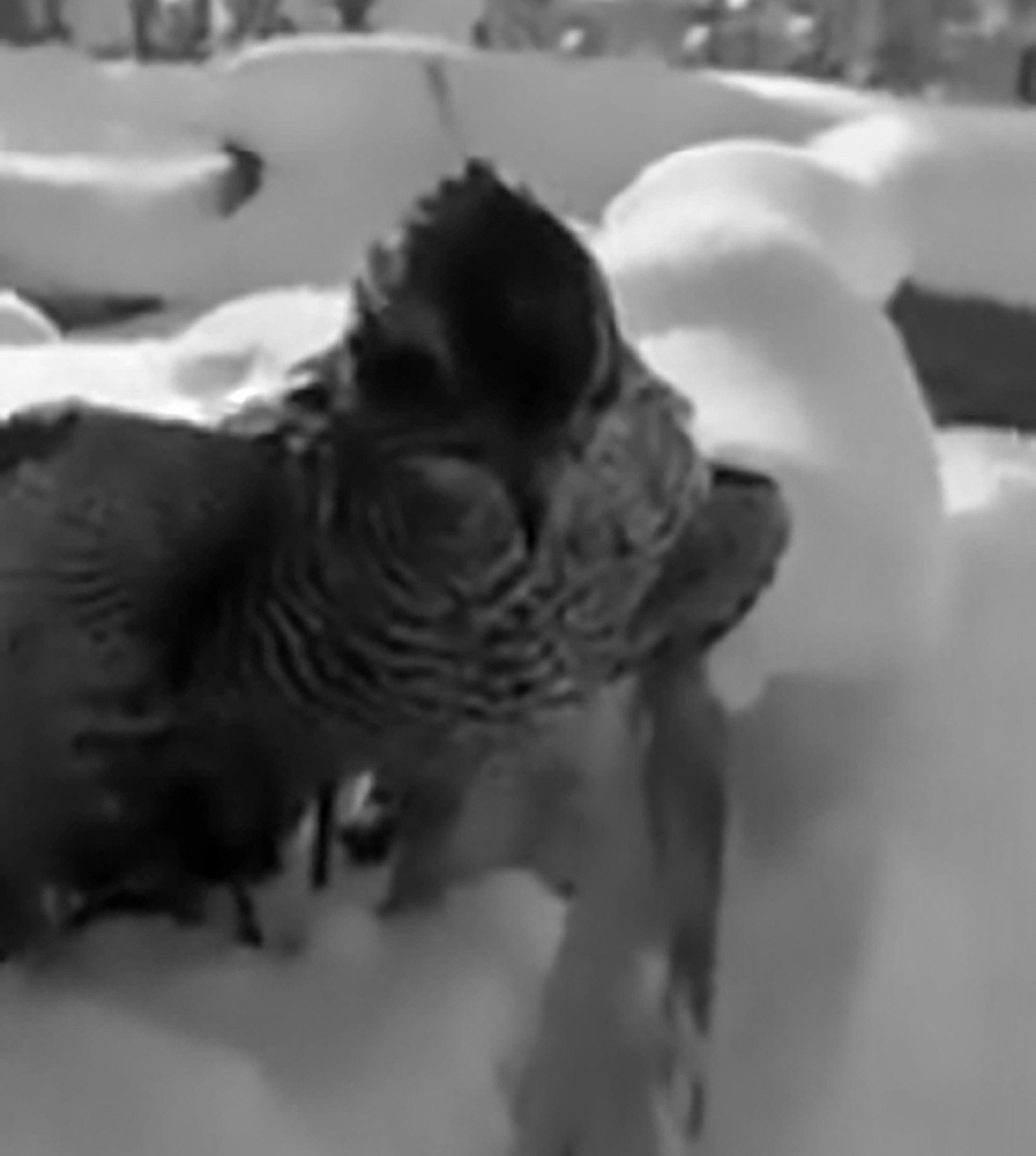 Read more about the article Tragic Sparrowhawk Frozen Solid Taking Flight In -35C