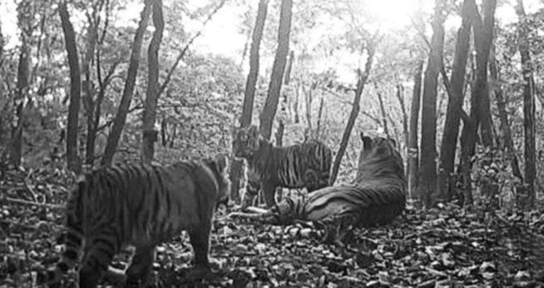 Read more about the article Precious Footage Of Tiger Family Playing Together
