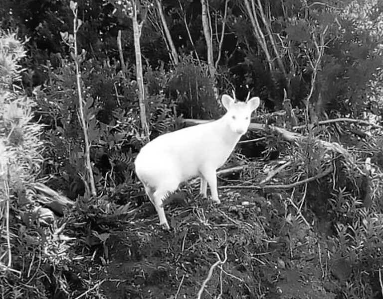 Read more about the article Rare Albino Miniature Deer Snapped In The Wild