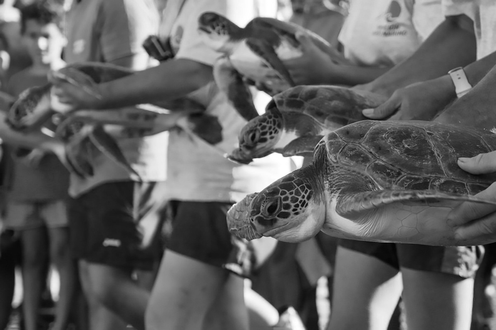 Read more about the article Six Endangered Turtles Caught In Nets Released Into Sea