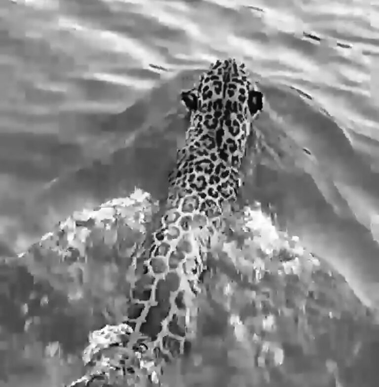 Read more about the article Jaguar Swims Across River In Front Of Boat