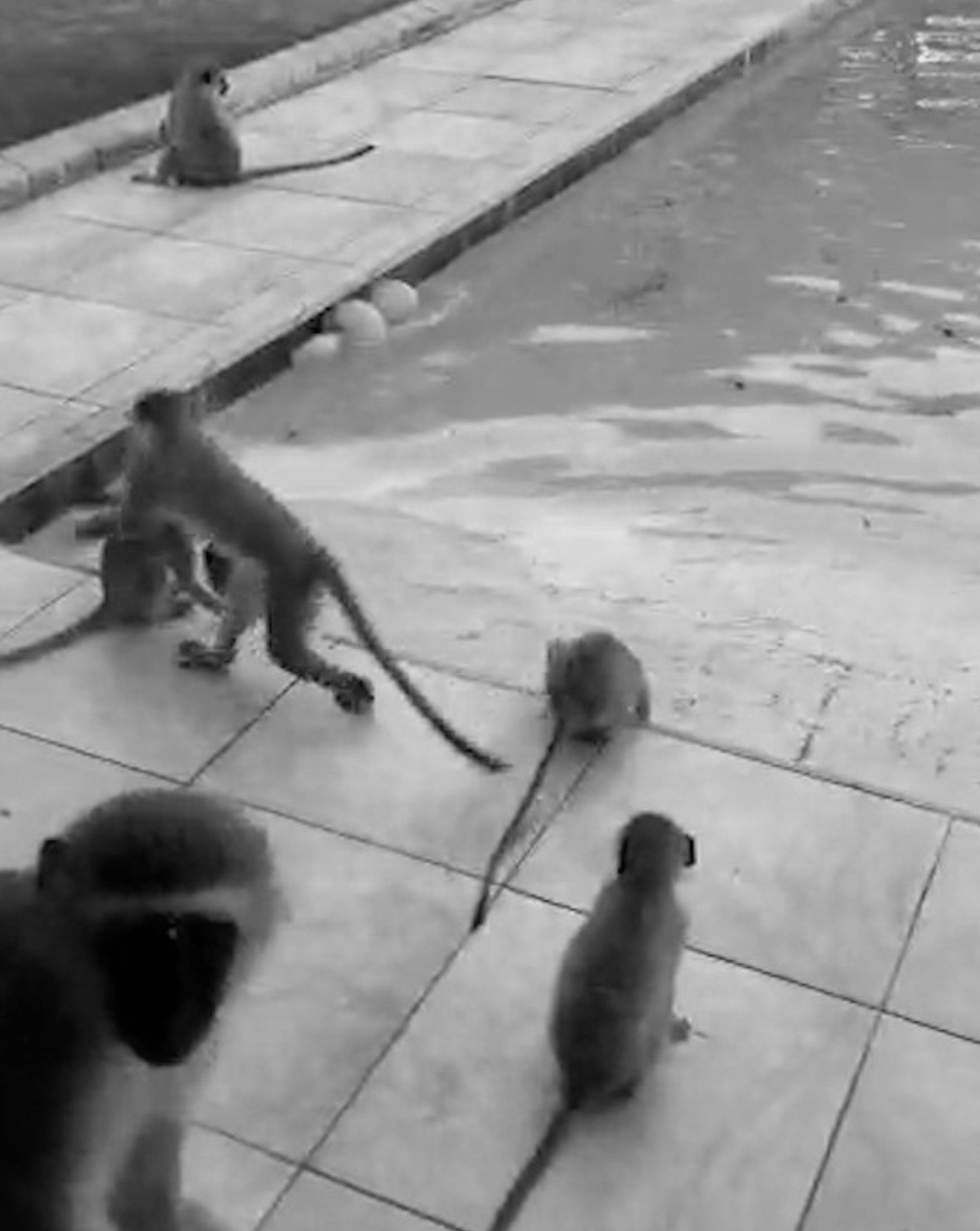 Read more about the article Underwater Monkeys Impress Swimming Pool Owner
