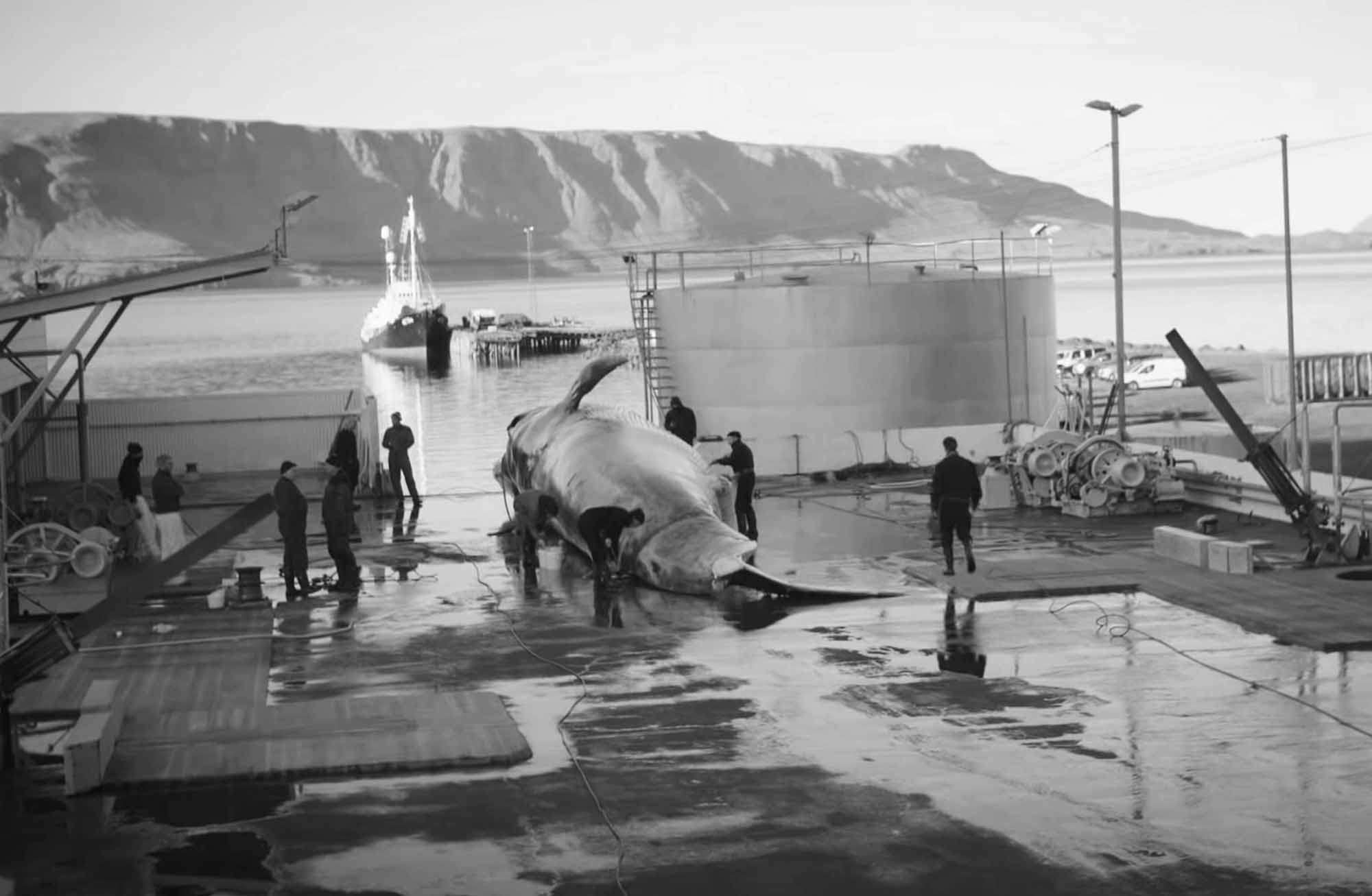 Read more about the article Iceland Whaling Report Raises Concerns