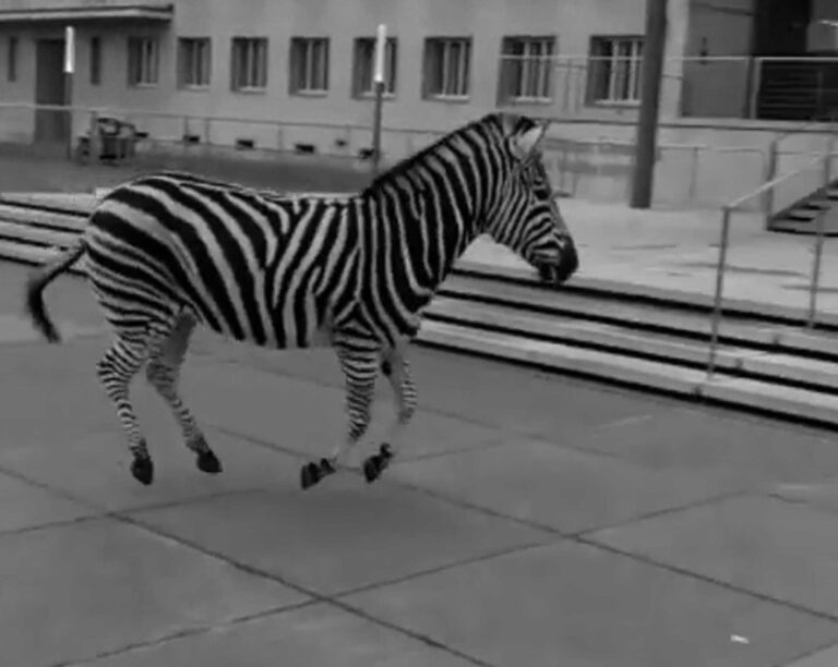 Read more about the article Circus To Pay Police Costs For Catching Runaway Zebras