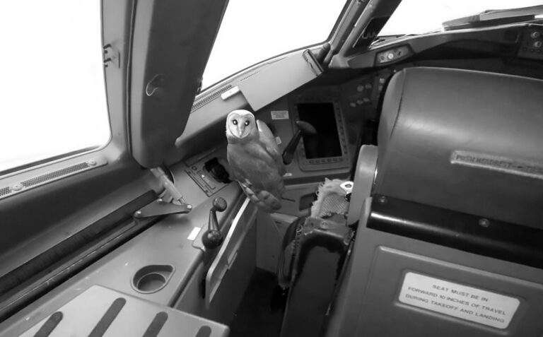 Read more about the article Shocked Pilot Finds Owl In Boeing 777 Cockpit