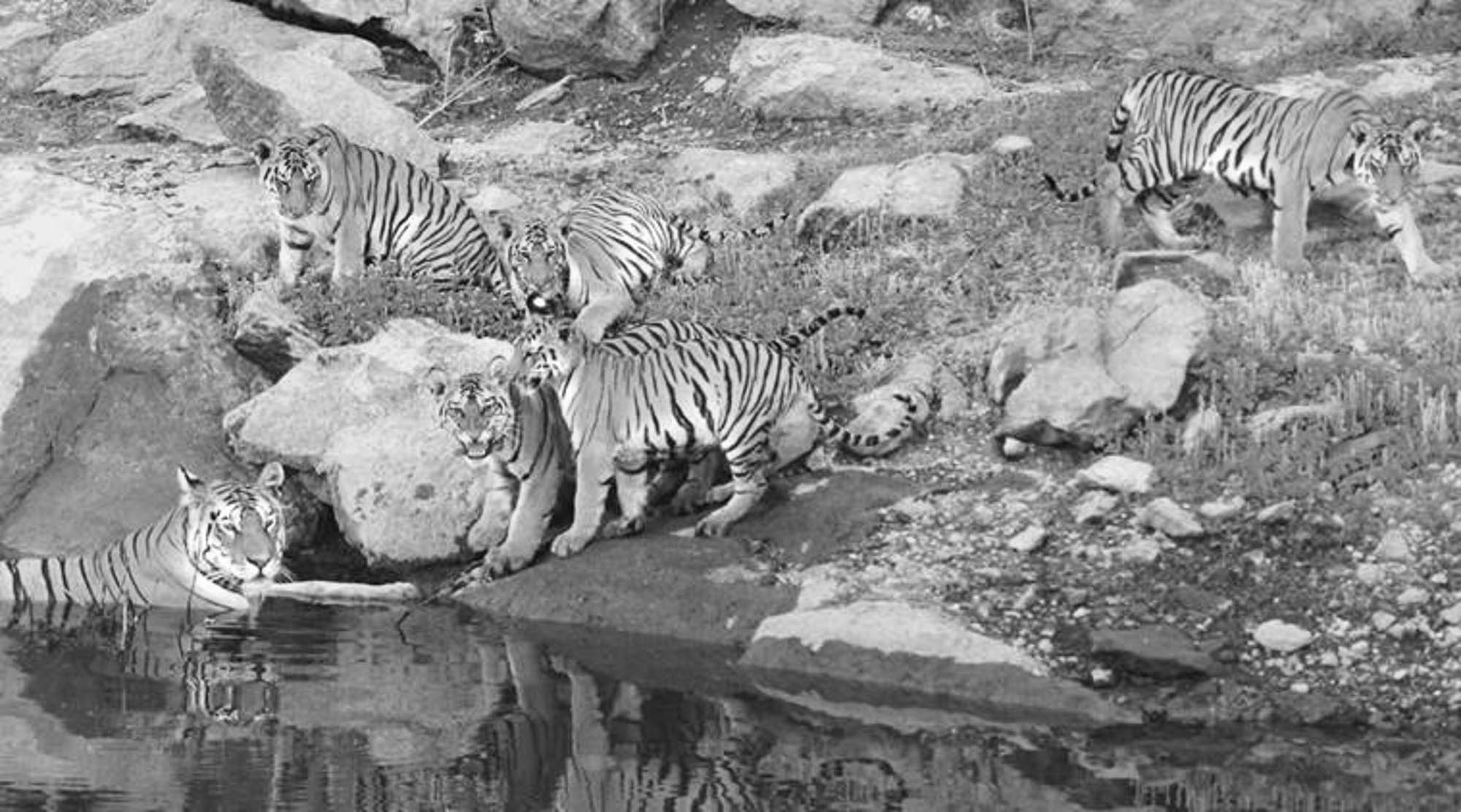Read more about the article Attenborough Tigress Filmed Carrying 30th Cub Over Road