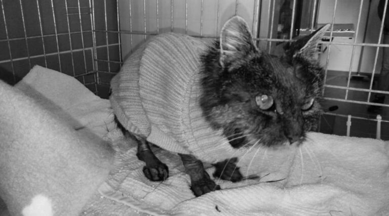 Read more about the article Acid Attack Cat Given Jumper To Protect Burnt Fur