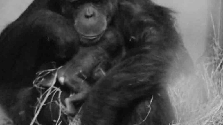 Read more about the article Twin Endangered Chimps Born In Spanish Zoo
