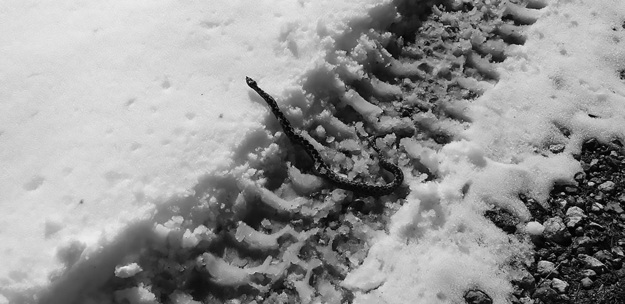 Read more about the article Venomous European Snake Slithers Through Snow In Winter