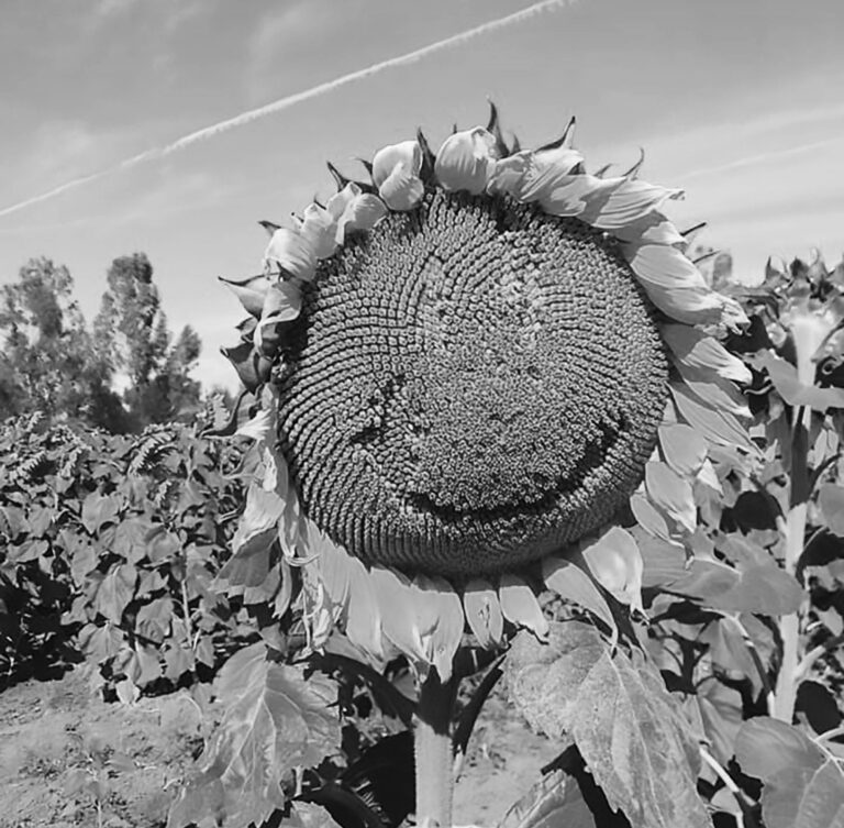 Read more about the article Cheeky Visitors Vandalise Sunflower Field Tourist Spot