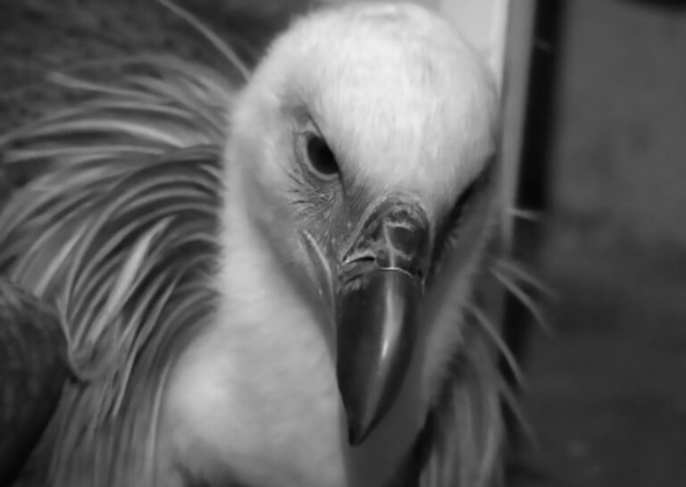 Read more about the article Griffon Vulture Eaten After Landing In Jaguar Enclosure