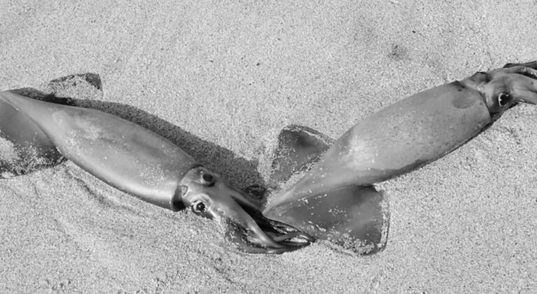 Read more about the article Probe As Thousands Of Cuttlefish Wash Up At Resort