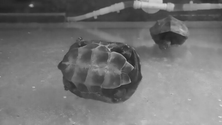 Read more about the article Live Turtles Used In Chinese Claw Machine Left To Die