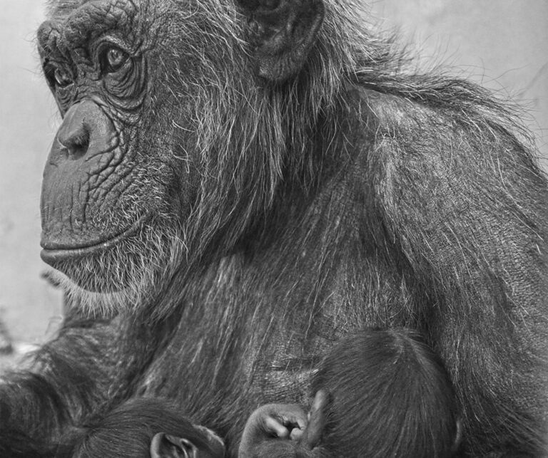 Read more about the article Critically Endangered Chimp Twins Die Month After Birth
