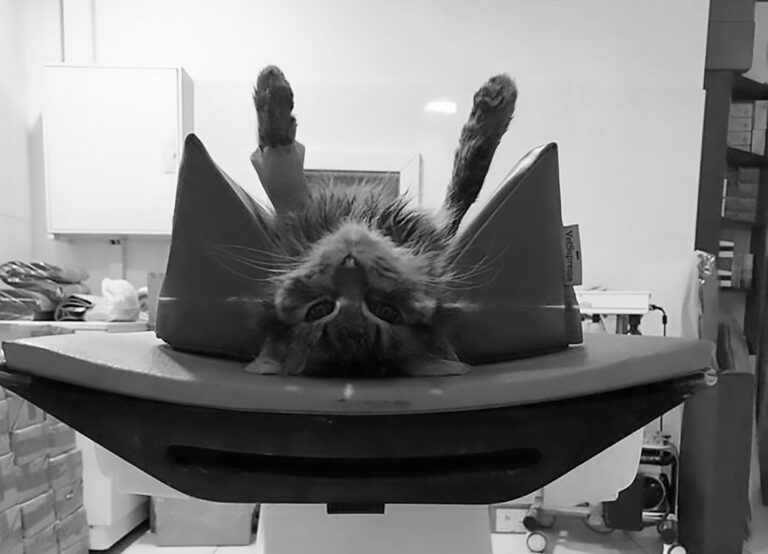 Read more about the article CAT Scan: Kitten Given Hi-Tech Care After Owner Beating