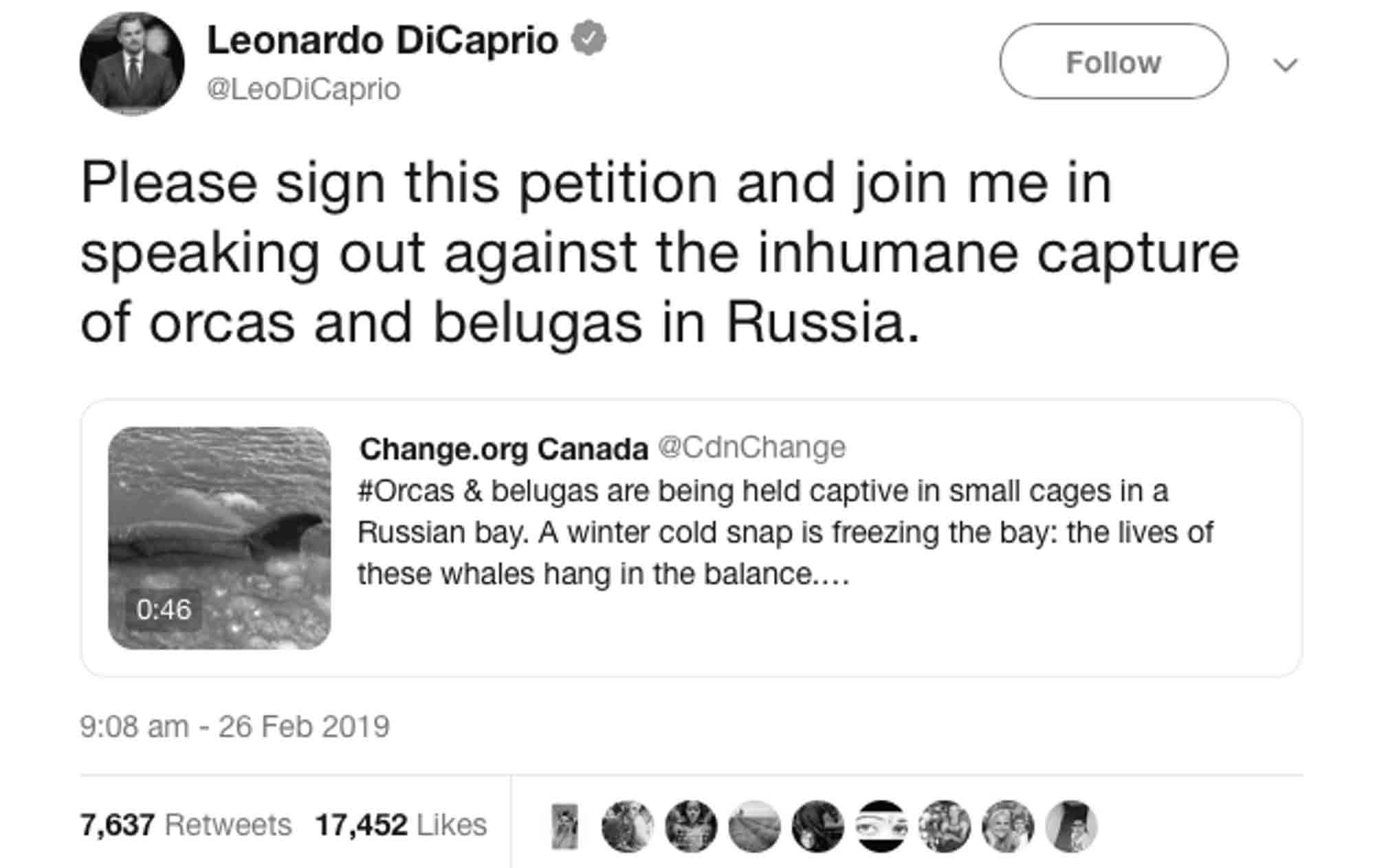 Read more about the article DiCaprio Backs Putins Call To Release Captive Whales
