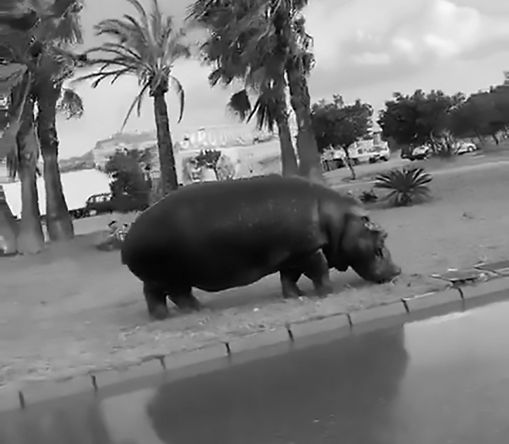 Read more about the article Huge Escaped Hippo Goes Walkabout On Resort Roundabout