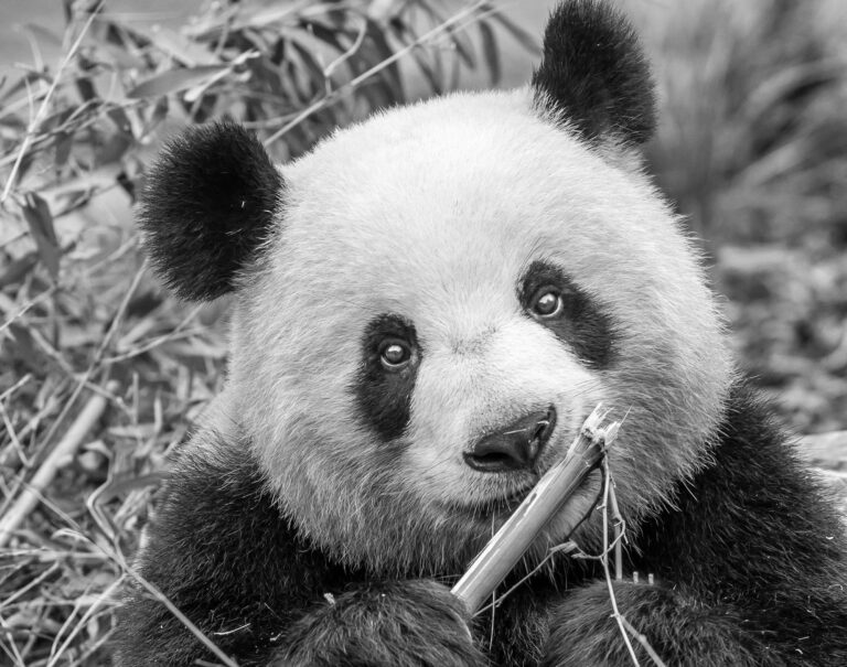 Read more about the article Docs Inseminate Panda After Loud Sex Produces No Babies