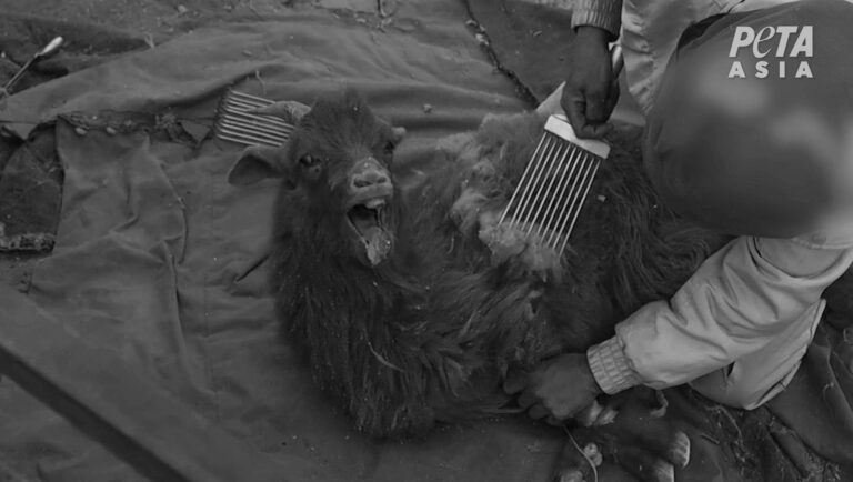 Read more about the article H And M Bans Cashmere After This Horror Goat Abuse Clip