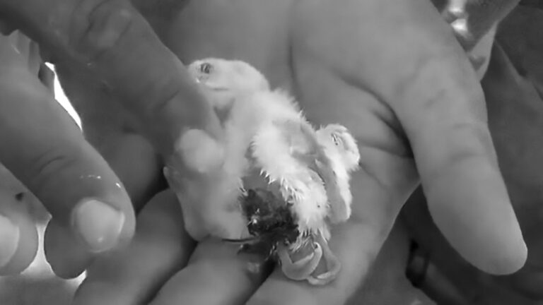 Read more about the article Mutant Baby Chicken Born With Four Legs