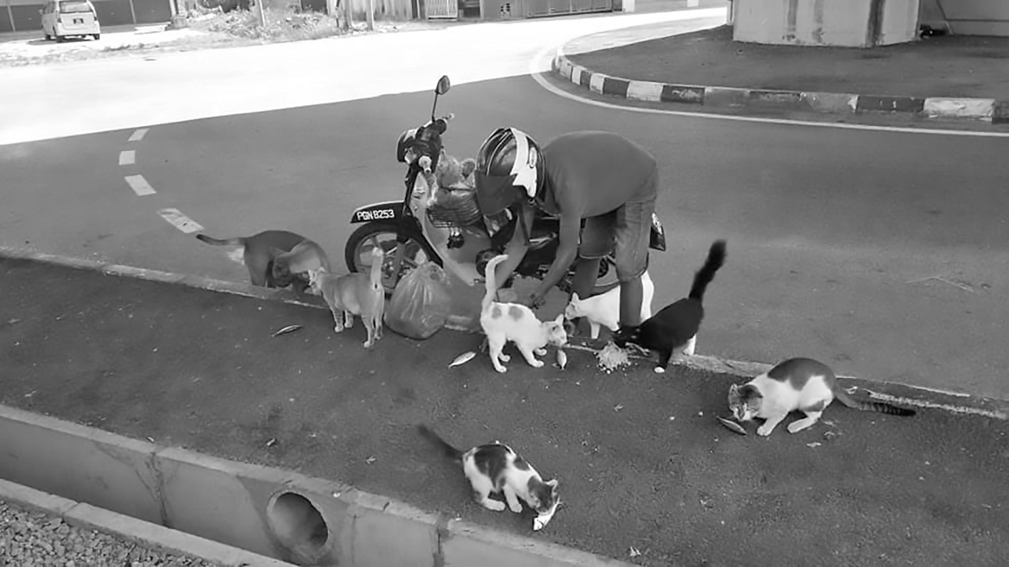 Read more about the article 2-Job Man Spends 85 Percent Of Cash Feeding Strays