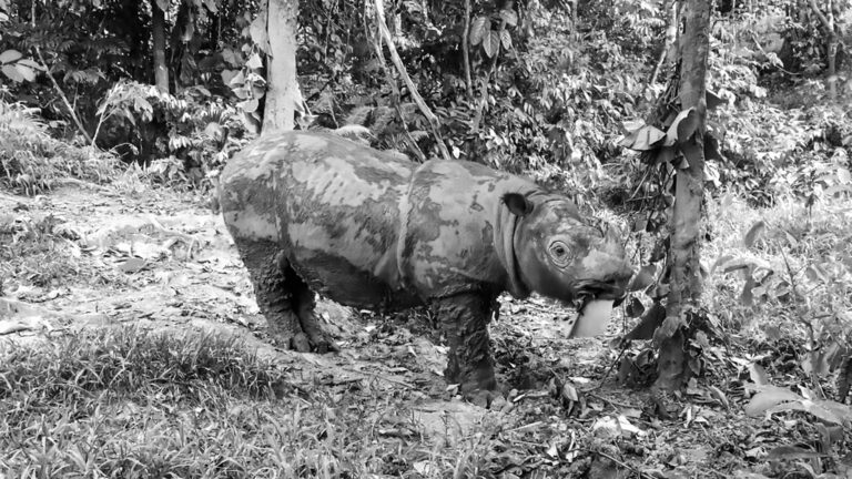 Read more about the article Last Surviving Male Sumatran Rhinos Organs Are Failing
