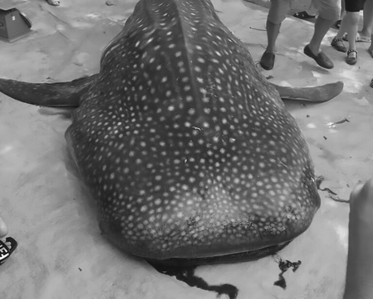 Read more about the article Endangered Whale Shark Butchered With Machete By Thugs