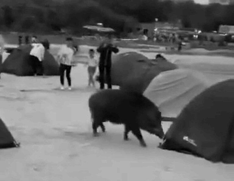 Read more about the article Cheeky Wild Boar Steals Tent From Campsite And Runs Off