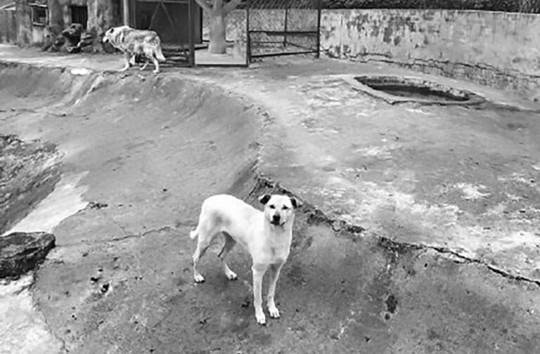 Read more about the article Cute Pooch Is Best Friends With Lonely Wolf At Zoo