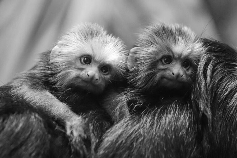 Read more about the article Newborn Monkey Twins Share Home With Cute Baby Sloth