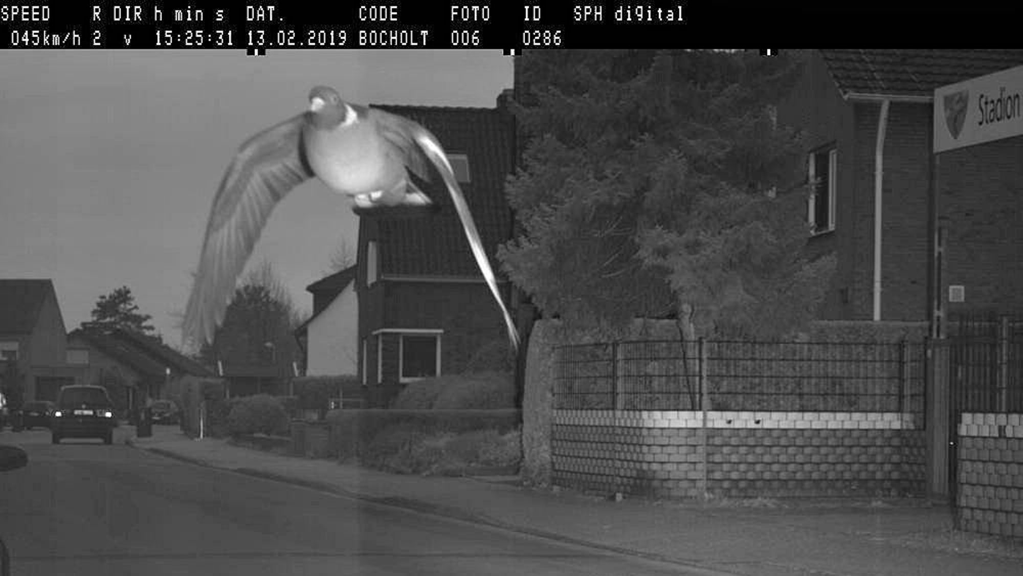 Read more about the article Flying Pigeon Caught Speeding By Traffic Camera