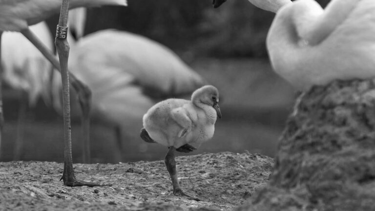 Read more about the article Cute Flamingo Chicks Born In Worlds Oldest Zoo