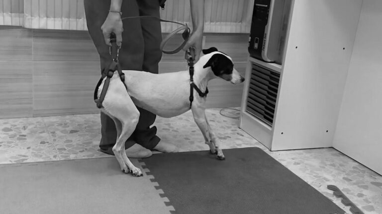 Read more about the article Viral: Paralysed Pooch Nursed Back To Full Fitness