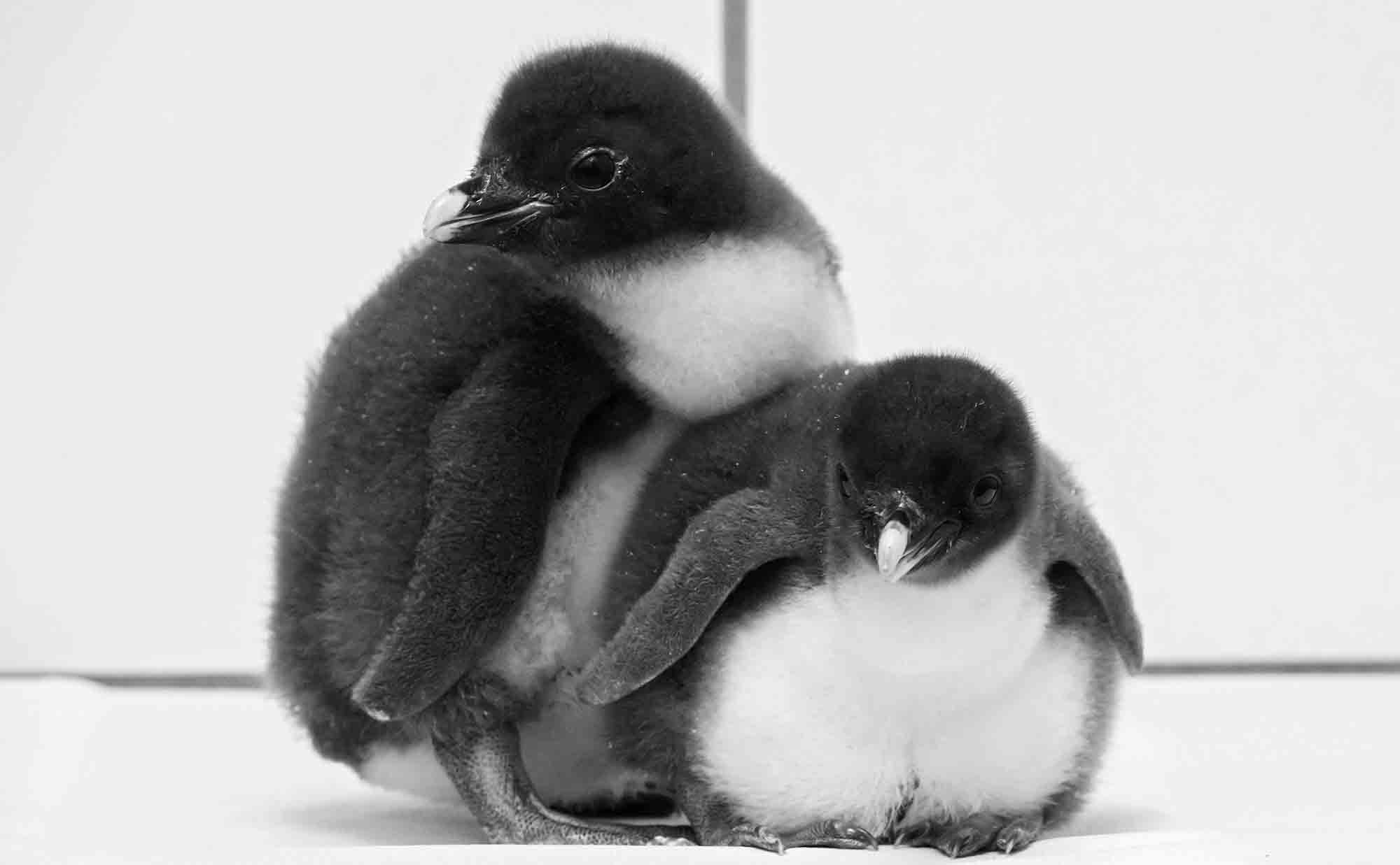 Read more about the article Cute Endangered Penguin Chicks At Worlds Oldest Zoo