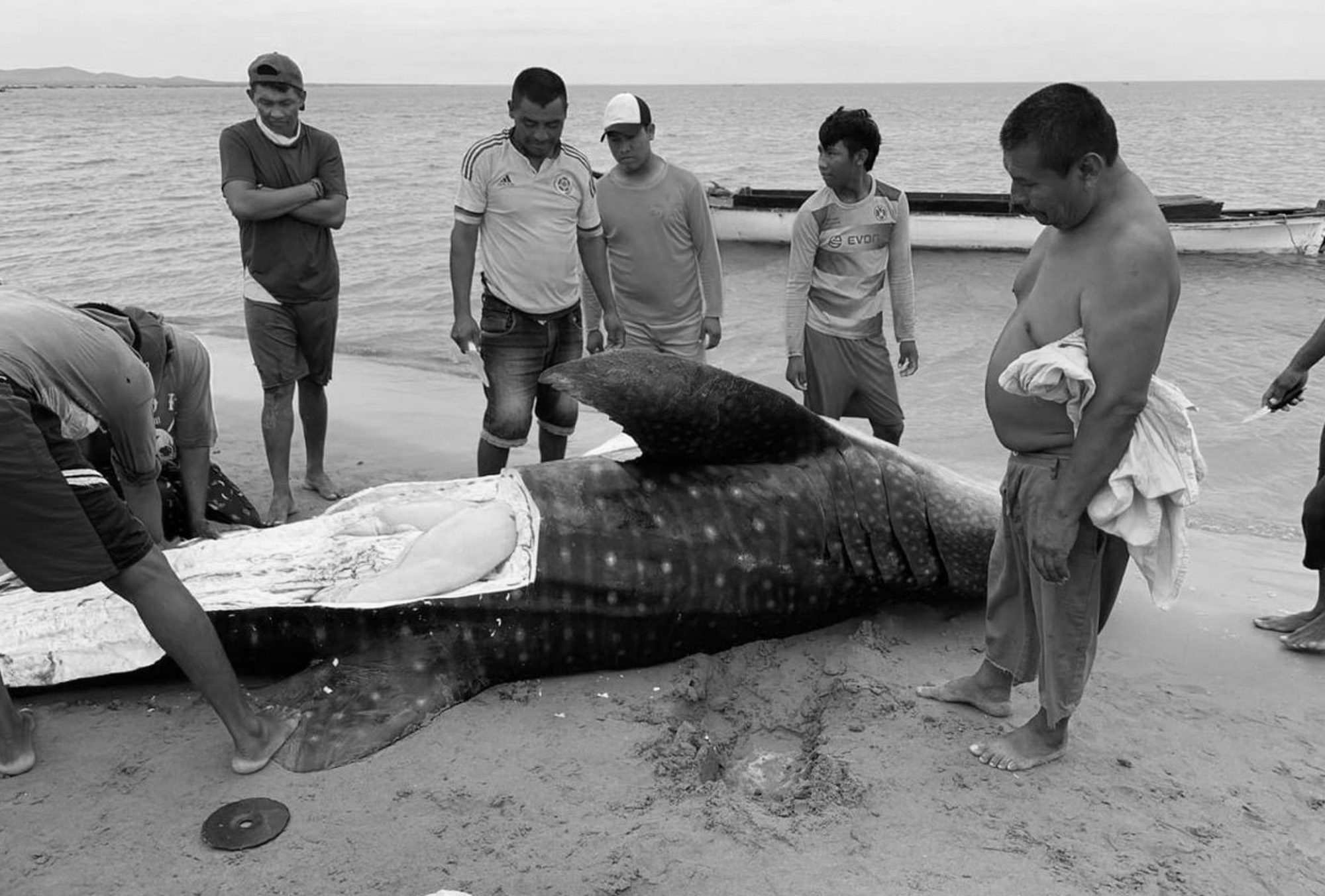 Read more about the article Endangered Whale Shark Butchered On Beach After Accident