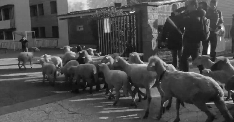 Read more about the article French Mayor Sends 15 Sheep To School Amid Closure Fears