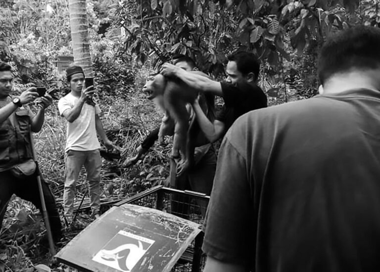 Read more about the article Monkey Sent To Coconut School Rebels And Kills Owner