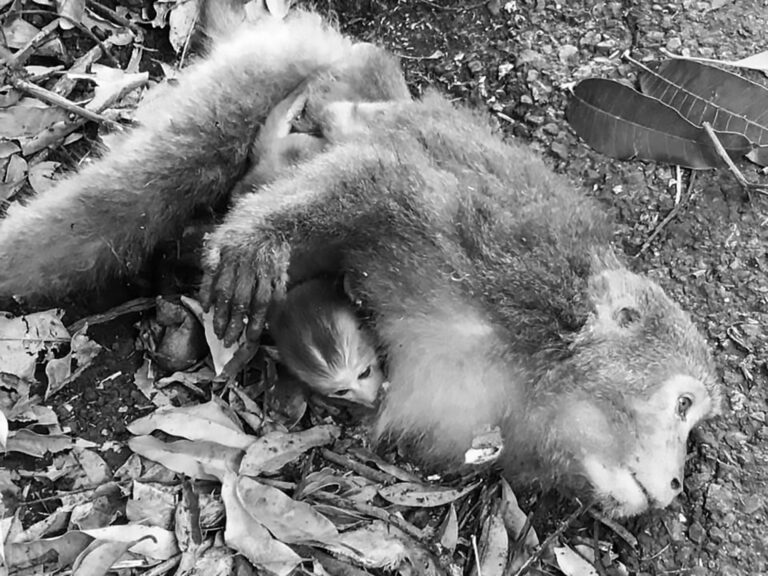 Read more about the article Baby Monkey Clings To Dying Mum As Onlookers Watch