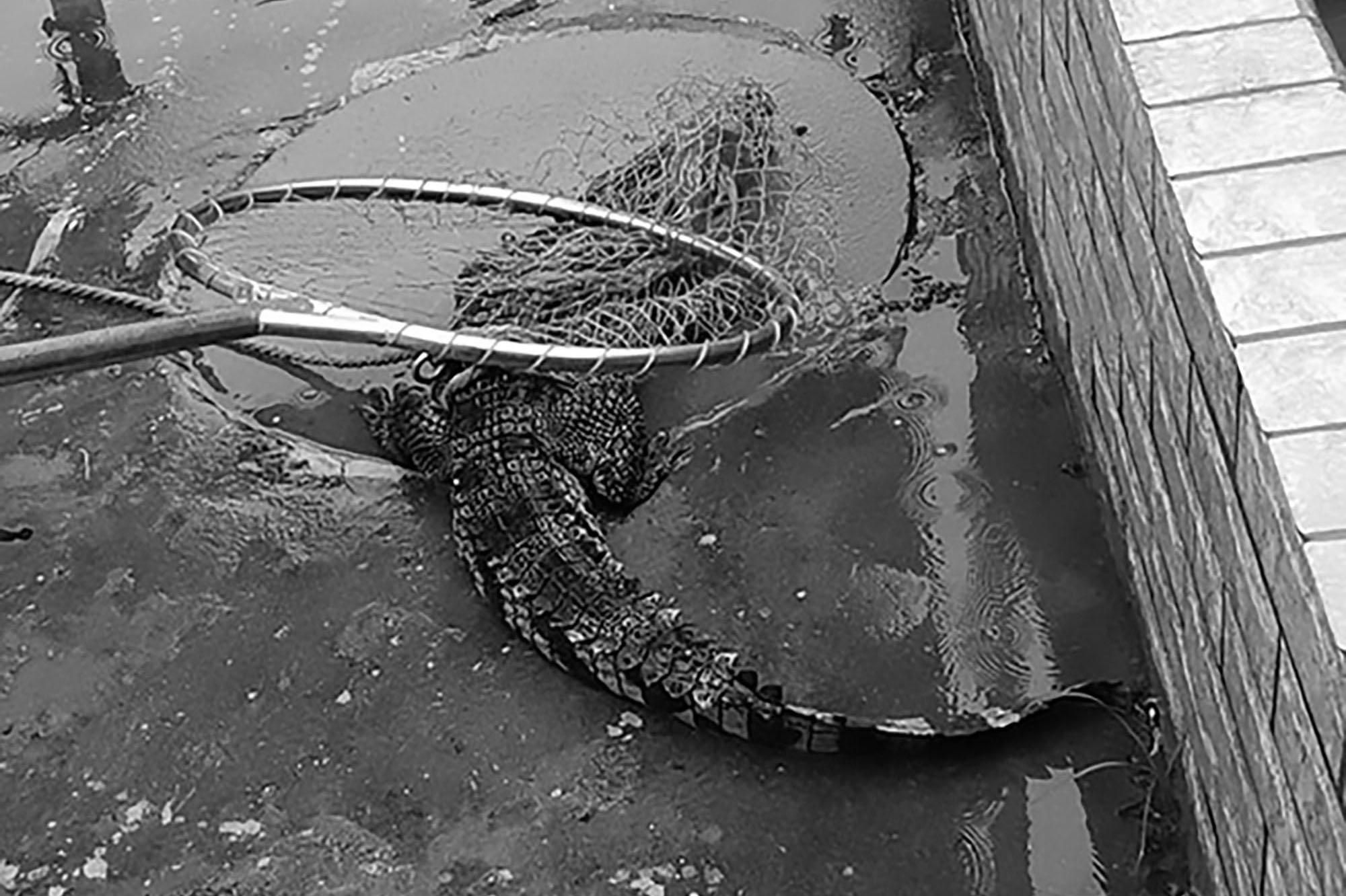 Read more about the article Blind Croc Found By City Cops Kicked And Pulled By Tail