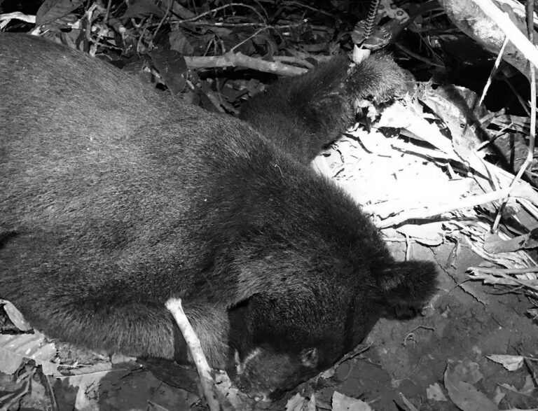 Read more about the article Rare Endangered Bear Caught In Trap For 4 Days