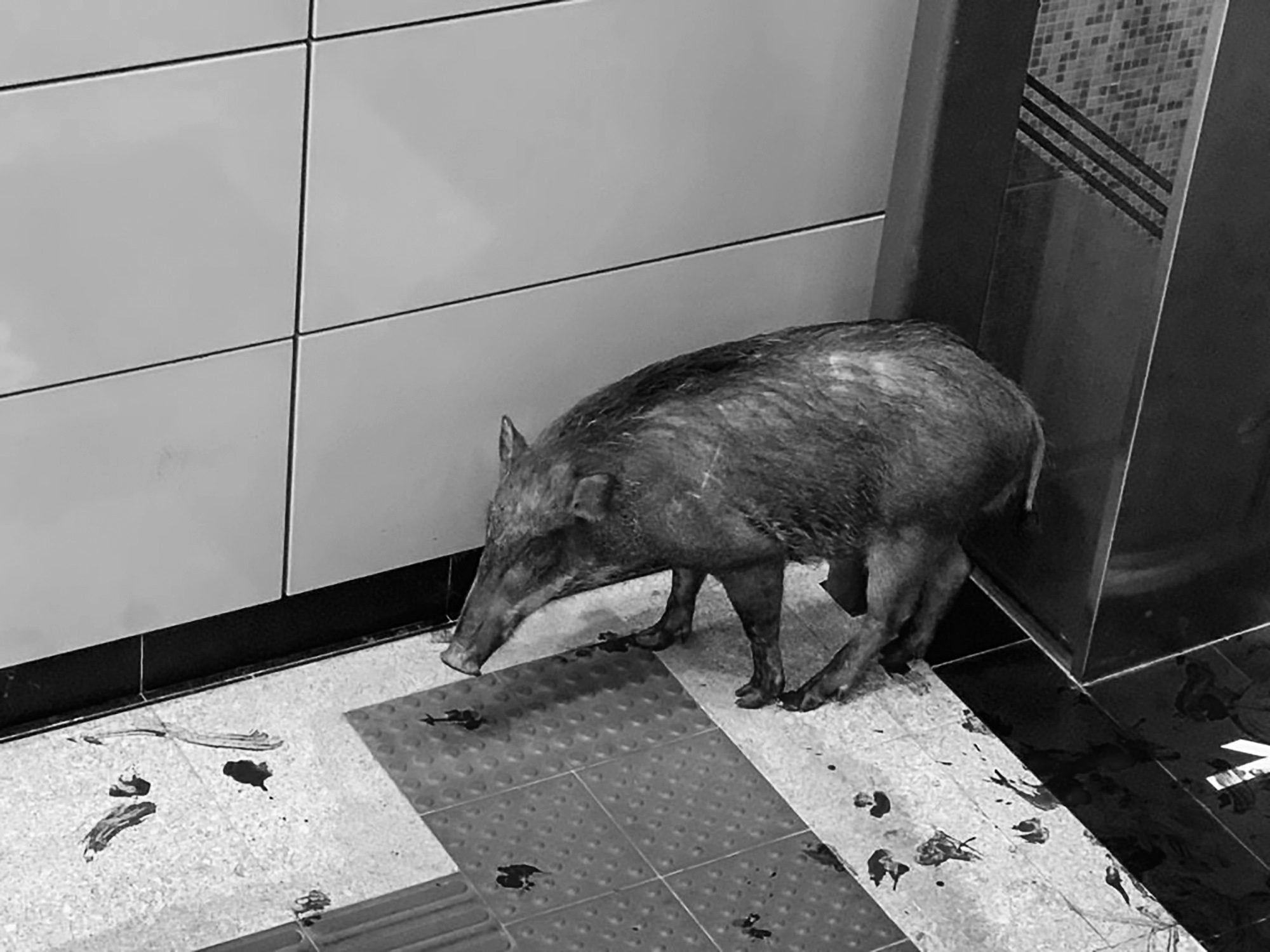 Read more about the article Bleeding Wild Boar Runs Through Busy Tube Station