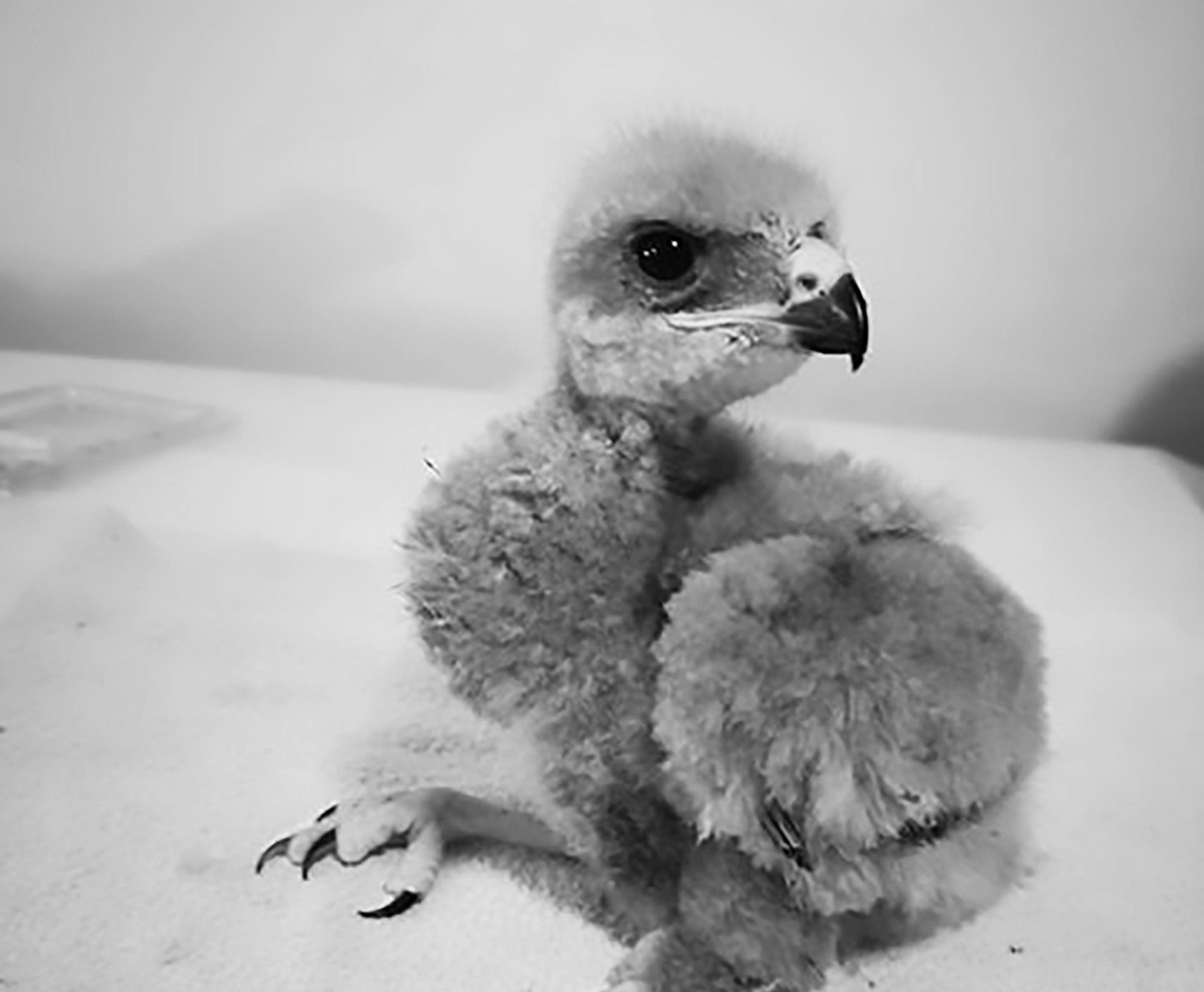 Read more about the article Cute Baby Eagle Enjoys Dinner After Being Rescued
