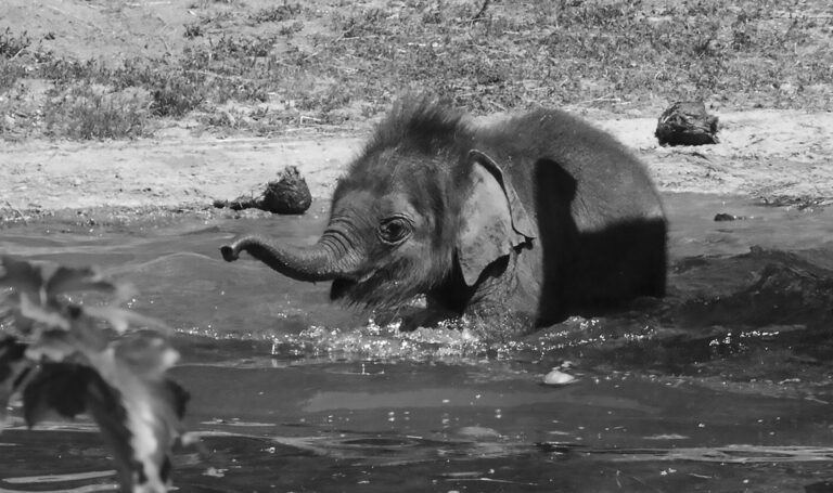 Read more about the article Adorable Baby Elephant Enjoys Making a Splash