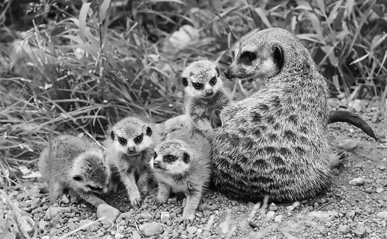 Read more about the article Adorable Baby Meerkats Open Eyes And Discover New Home