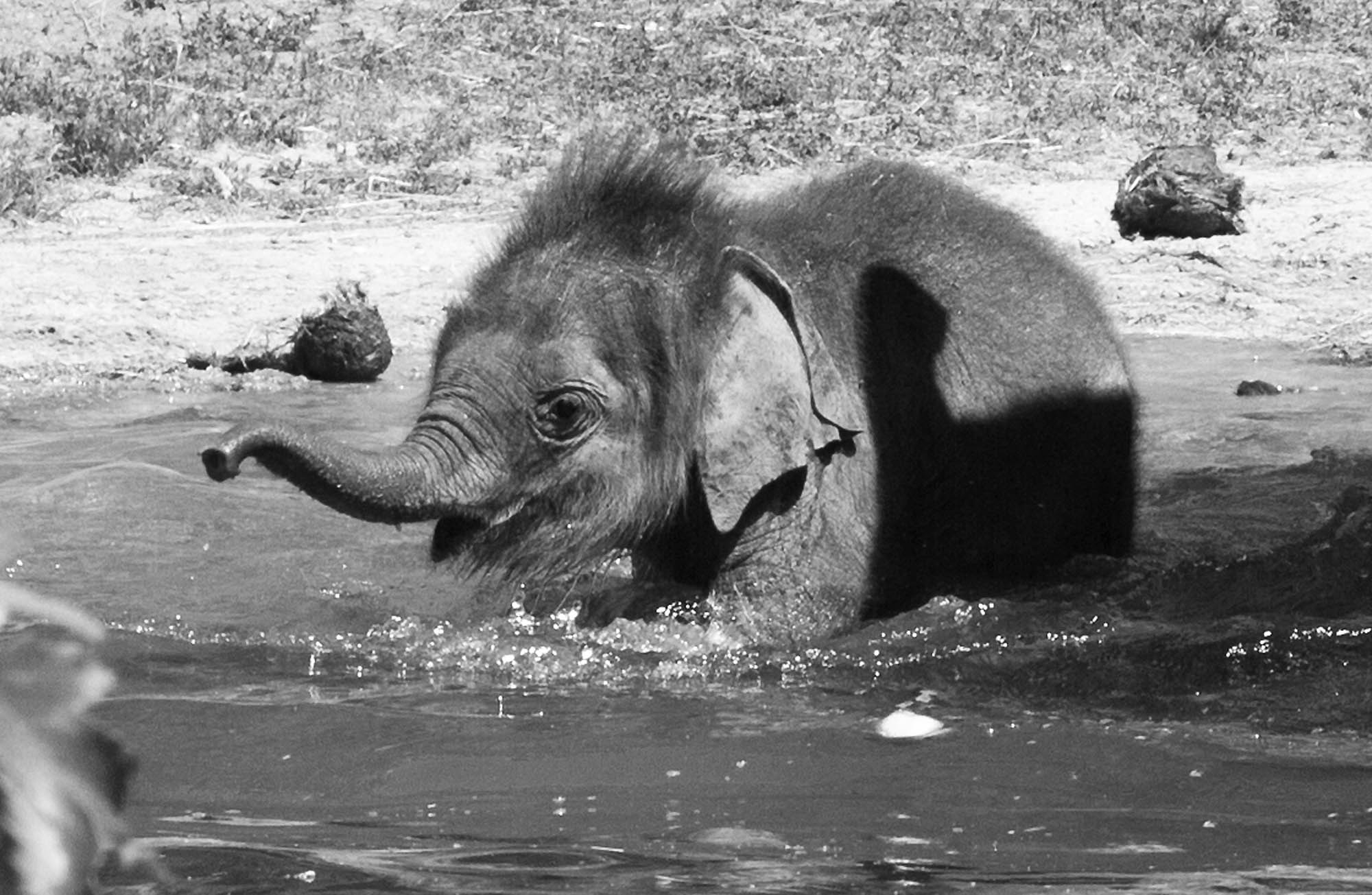 Read more about the article Baby Elephant Enjoys First Warm Day Of Summer In Pool